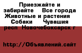 Приезжайте и забирайте. - Все города Животные и растения » Собаки   . Чувашия респ.,Новочебоксарск г.